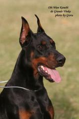 Show Klasse Dobermann Welpen