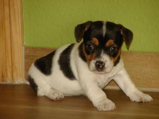 Der Besondere Jack Russell Terrier