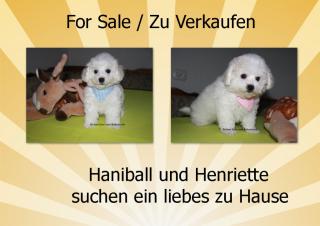 Bichon frise Welpen -der Hund mit den vielen Vorteilen-