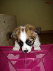 Chihuahua-Jack-Russel-Mix-Welpen