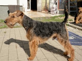 Welsh-Terrier-Deckrüde