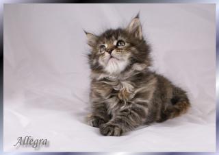 Typvolle Maine Coon Babys mit Papieren