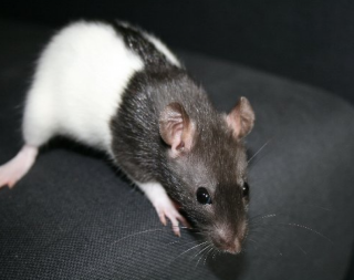 Ausgesetzte Black Hooded Ratte an Mensch mit Herz zu verschenken