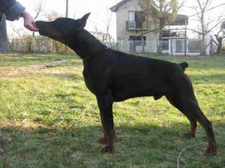 Exotische Dobermannwelpen