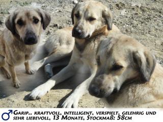 Kangal-Mix Rüde Garip kostenlos an tierliebe Menschen abzugeben