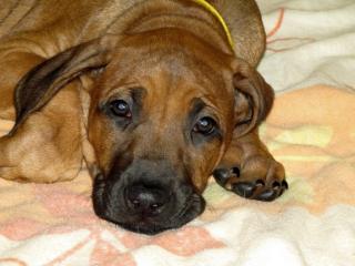 Rhodesian Ridgeback Welpe Hündin 9 Wochen alt ab sofort abzugeben