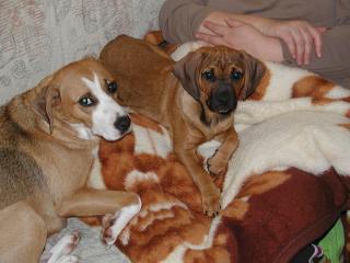 BGS Rüde und Beagle-Mix Hündin entlaufen