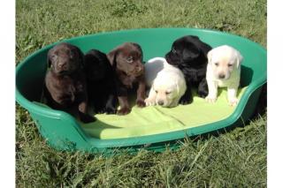 Labrador Welpen 10 Wochen alt