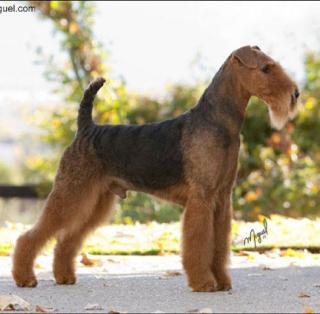 Airedale Terrier Rüde sucht seine Familie