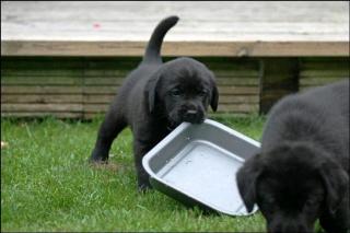 Super Süße Reinrassige Labrador Welpen Schwarz, Choco, Beige