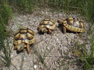 Breitrandschildkröten, Testudo marginata