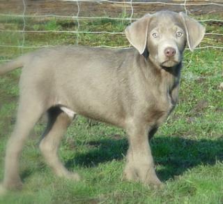 Außergewöhnlich schöne silberne und charcoalfarbene Labradorwelpen m. Pap. ab so