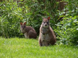 Parma Wallaby Böckchen zu verkaufen