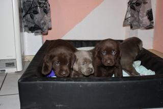 Labrador - Welpen silver, blonde und braun