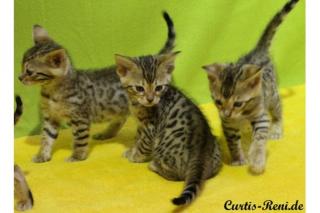 Exclusiver BENGAL KATER m. TOP STAMMBAUM VERGEBEN als Zuchtkater