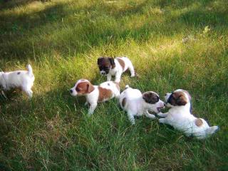 Jack Russell Welpen zur Verfügung