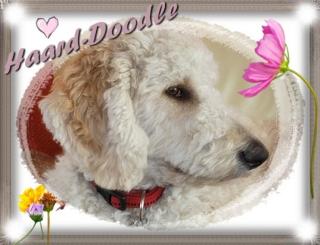 WURFPLANUNG Sommer 2021 Labradoodle / Goldendoodle