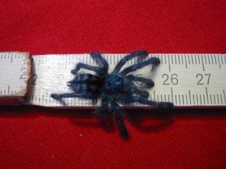 0. 0. 1 Avicularia versicolor in gute Hände abzugeben