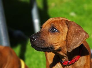 3 Rhodesian Ridgeback Welpen