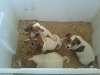 Jack-Russell-Terrier Welpen Tricolor