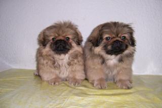 Pekinese Welpen