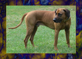 Multi-Champion Deckrüde Abuya of Kwando aus dem Rhodesian Ridgeback Kennel of Br