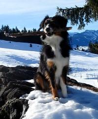 Urlaub mit Hund im Allgäu in Bad Hindelang