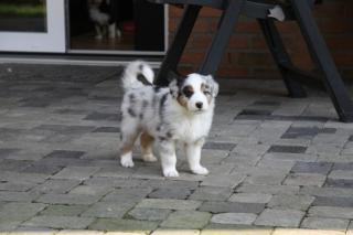 Traumhaft schöne Australian Shepherd Welpen,