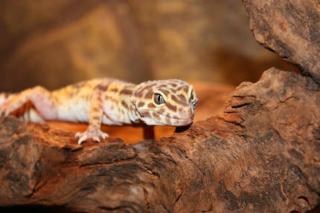 Leopardgecko weibl. inkl Terrarium Exo Terra und Deko abzugeben