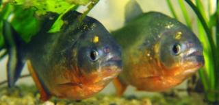 3 Rote Piranhas zu verkaufen