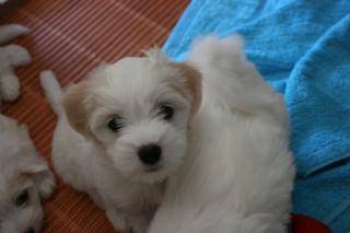 Coton de Tulear Welpen