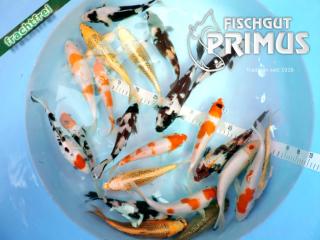 Maxi-Koi-Paket mit 6 Koi - Größe 20-25 cm u. a. mit Sanke, Showa .