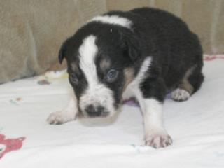 Reinrassige Border Collies im Haus mit beiden Elterntieren aufgewachsen