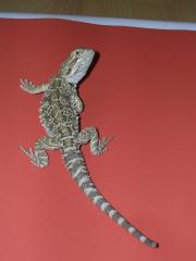 Pogona Vitticeps Bartagamen abzugeben