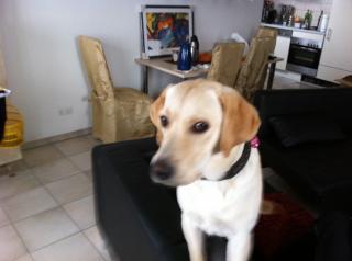 Diego Labrador Retriever 2 Jahre Beige sucht Weibchen zum decken