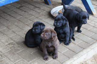 Labrador Welpen reinrassig mit Papieren in braun oder schwarz