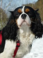 Cavalier King Charles Spaniel