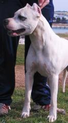 Dogo Argentino Welpen