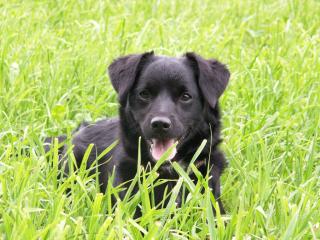 Wir bieten unseren Hund zum Decken an