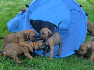 Rhodesian Ridgeback Welpen