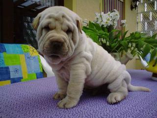 Schweiß Shar Pei Welpen