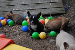 Französische Bulldoggen Welpen unsere Hund sprechen Deutsch