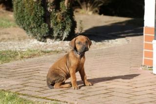 Rhodesian Ridgeback Welpen