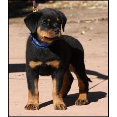 Rottweilerwelpen mit ADRK Papieren