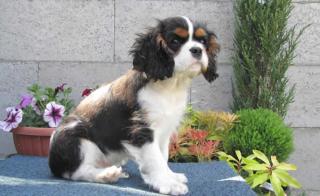 Cavalier King Charles spaniel welpen abzugeben