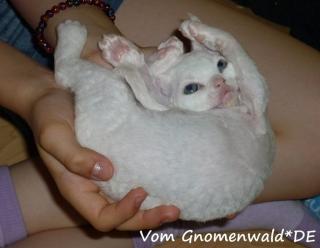 Devon Rex Kätzchen