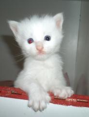 Schneeweiße reinrassige Maine Coon Kitten