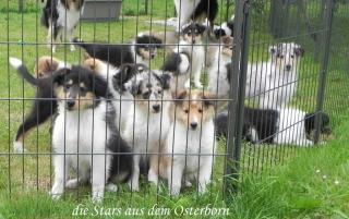 Amerikanische Collie Welpen abzugeben