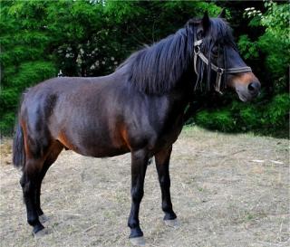 Bildschöner Reitpony Wallach der Spitzenklasse