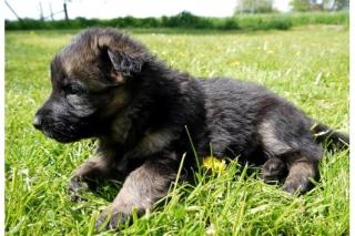 Altdeutsche Schäferhund Welpen abzugeben